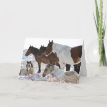 CHEVAUX SAUVAGES PERSONNALISÉS DE PINTOS D'UTAH EN