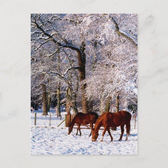 Cartes Pour Fêtes Annuelles Chevaux Thoroughbred en neige (Devant)