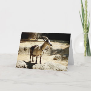 Cartes Pour Fêtes Annuelles Chèvre