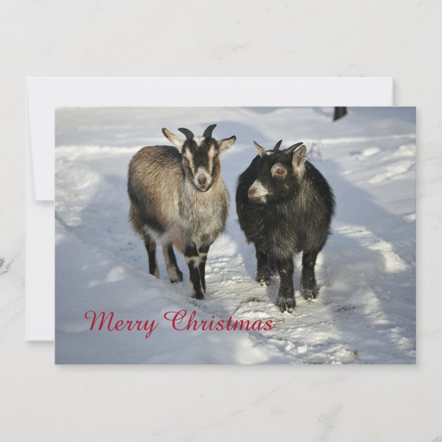 Cartes Pour Fêtes Annuelles Chèvres mignonnes Photo de neige Appartement de No (Devant)