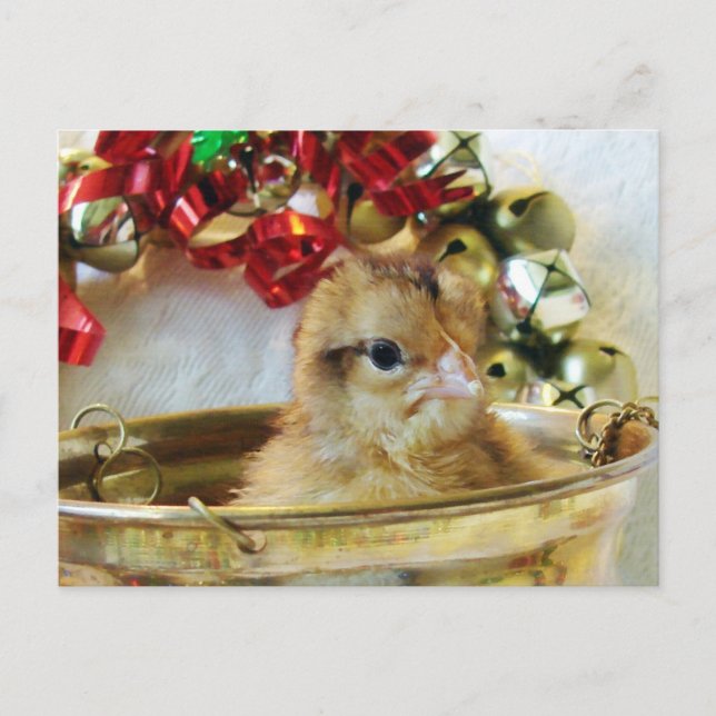 Cartes Pour Fêtes Annuelles Chick de Noël (Devant)