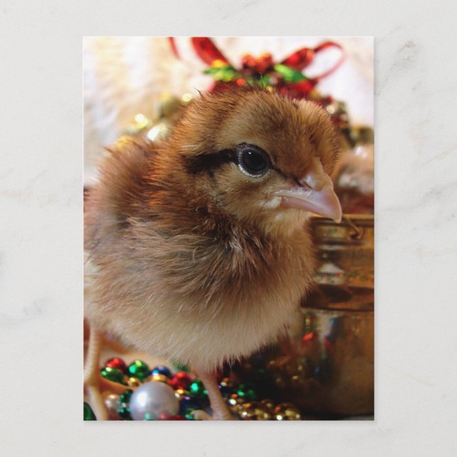 Cartes Pour Fêtes Annuelles Chick de Noël (Devant)