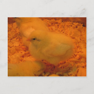 Cartes Pour Fêtes Annuelles Chick de Pâques