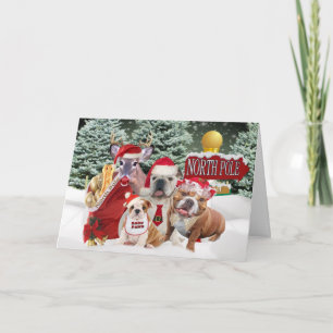 Cartes Pour Fêtes Annuelles Chien À Balle Greating Du Pôle Nord