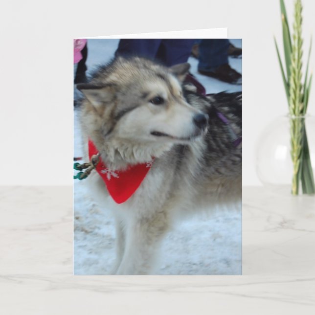Cartes Pour Fêtes Annuelles Chien à traîneaux Husky (Devant)
