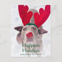 Chien adulte de Weimaraner utilisant le bandeau
