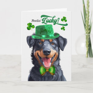 Cartes Pour Fêtes Annuelles Chien Beauceron Se Sentant Chanceux St Patrick's D