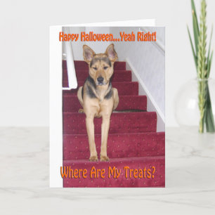 Cartes Pour Fêtes Annuelles Chien Berger Allemand Halloween Triste Pas de Fria