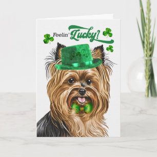 Cartes Pour Fêtes Annuelles Chien Biewer Terrier Chanceux St Patrick's Day