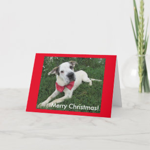 Cartes Pour Fêtes Annuelles Chien blanc