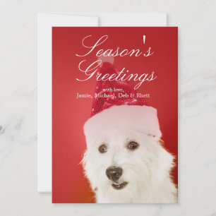 Cartes Pour Fêtes Annuelles Chien blanc avec le casquette de Père Noël