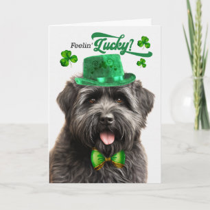 Cartes Pour Fêtes Annuelles Chien Bouvier des Flandres Chanceux St Patrick's D