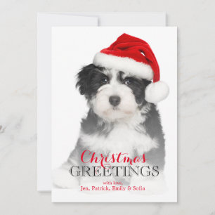 Cartes Pour Fêtes Annuelles Chien chiot de Noël Havanais