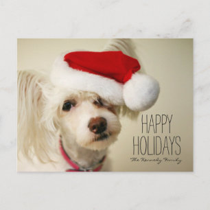 Cartes Pour Fêtes Annuelles Chien crêté chinois blanc de powderpuff