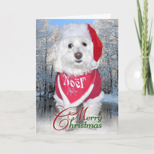 Cartes Pour Fêtes Annuelles Chien de Bichon Frise de Noël