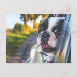 Cartes Pour Fêtes Annuelles Chien de Boston Sticking Head out Car Window