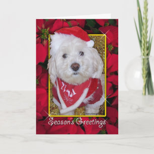 Cartes Pour Fêtes Annuelles Chien de Noël