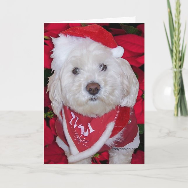 Cartes Pour Fêtes Annuelles Chien de Noël Bichon Frise (Devant)