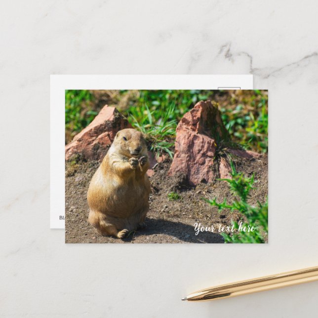 Cartes Pour Fêtes Annuelles Chien des Prairies à queue noire (Devant/Arrière en situation)
