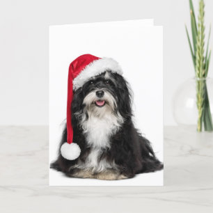 Cartes Pour Fêtes Annuelles Chien drôle de Havanese de Noël avec le casquette