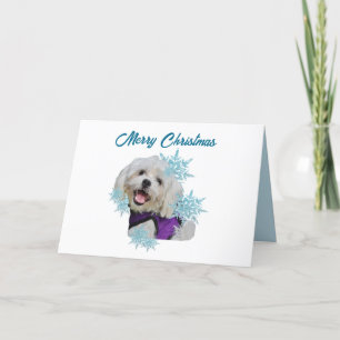 Cartes Pour Fêtes Annuelles Chien maltais avec baudrier pourpre dans les floco