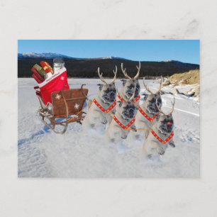 Cartes Pour Fêtes Annuelles Chiens de Carlin de Noël tirant un traîneau