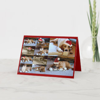 Cartes Pour Fêtes Annuelles chiens de Laura