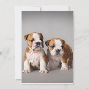 Cartes Pour Fêtes Annuelles Chiens de taupe anglais Couple mou Bulldog