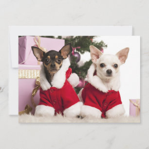 Cartes Pour Fêtes Annuelles Chihuahua Assis Et Portant Un Costume De Noël