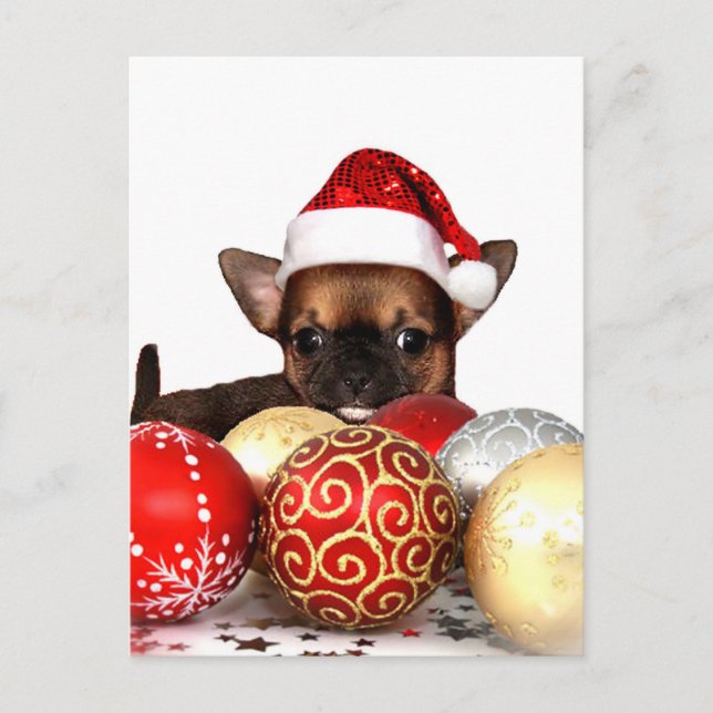 Cartes Pour Fêtes Annuelles Chihuahua chippy de Noël (Devant)