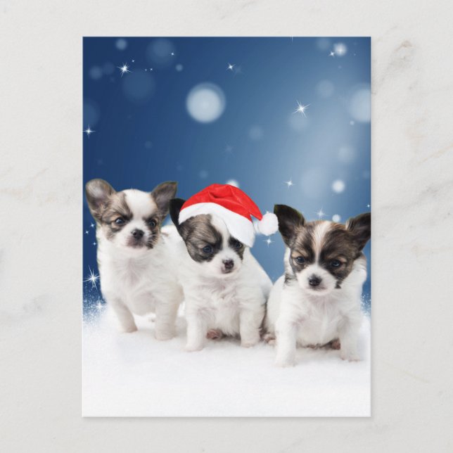 Cartes Pour Fêtes Annuelles Chihuahua Chiuppies mignonnes avec Noël du Père No (Devant)