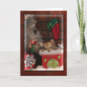 Cartes Pour Fêtes Annuelles Chihuahua Chiuppy en boîte de Noël