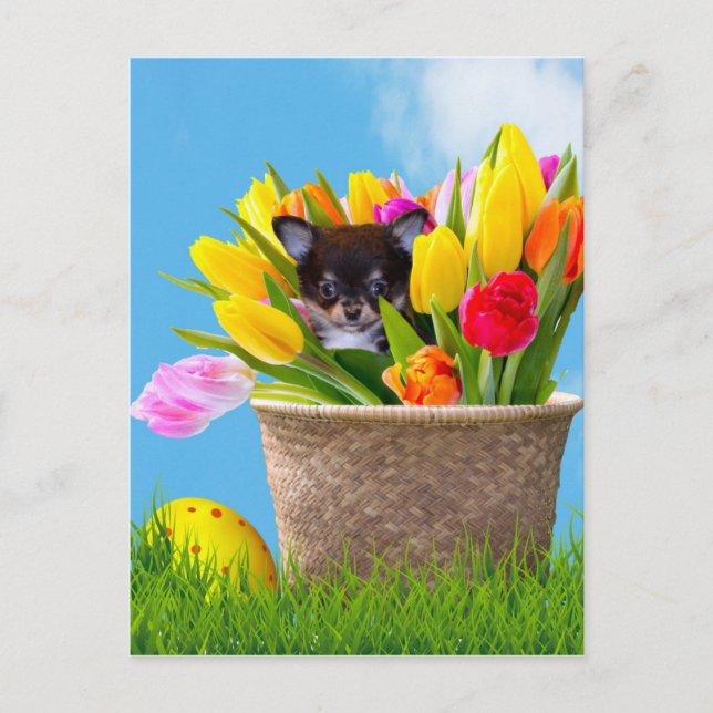 Cartes Pour Fêtes Annuelles Chihuahua dog (Devant)