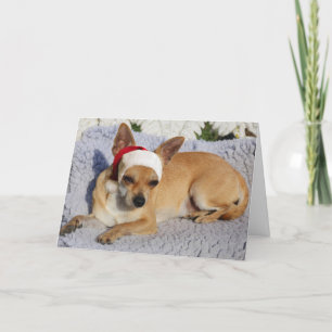 Cartes Pour Fêtes Annuelles Chihuahua Père Noël