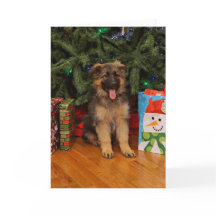 Chiot berger allemand à Noël