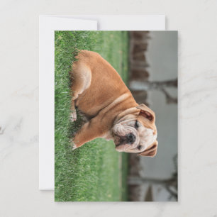 Cartes Pour Fêtes Annuelles chiot bulldog rouge et blanc