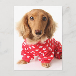 Cartes Pour Fêtes Annuelles Chiot de Dachshund portant l'tenue de Saint Valent