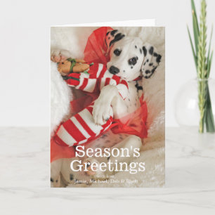 Cartes Pour Fêtes Annuelles Chiot de Dalmation avec le bas de Noël et houx