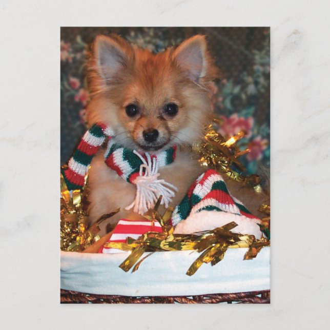 Cartes Pour Fêtes Annuelles Chiot de Noël (Devant)