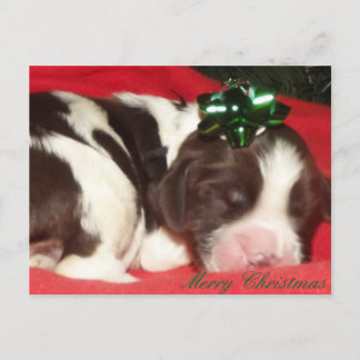 Cartes Pour Fêtes Annuelles Chiot de Noël d'épagneul de springer anglais de