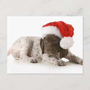 Cartes Pour Fêtes Annuelles Chiot de Noël - Pointeur Allemand