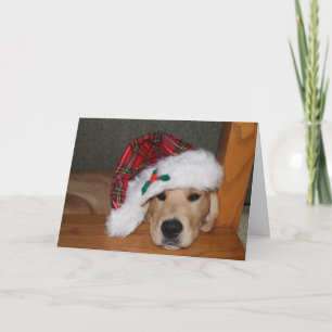 Cartes Pour Fêtes Annuelles Chiot d'or de Noël dans le casquette