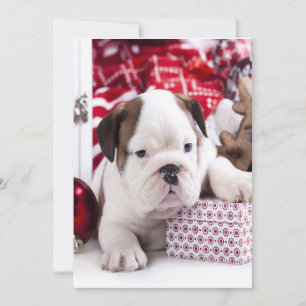 Cartes Pour Fêtes Annuelles Chiot mignon Bouledogue Anglais   Noël drôle