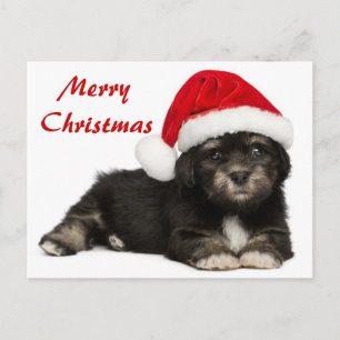 Cartes Pour Fêtes Annuelles Chiot mignon de Havanese de Noël