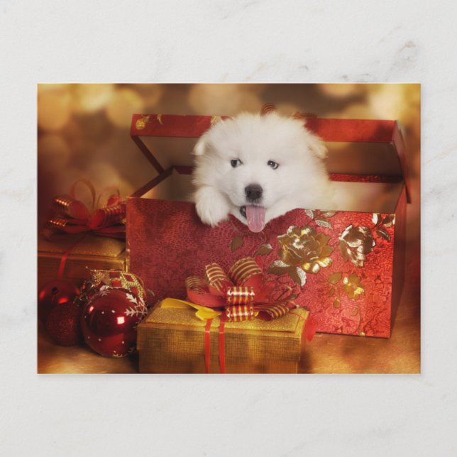 Cartes Pour Fêtes Annuelles Chiot Samoyé Dans Une Boîte De Noël (Devant)