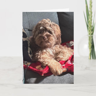 CARTES POUR FÊTES ANNUELLES CHIOT SÉRIEUX DIT "JOYEUX ANNIVERSAIRE"