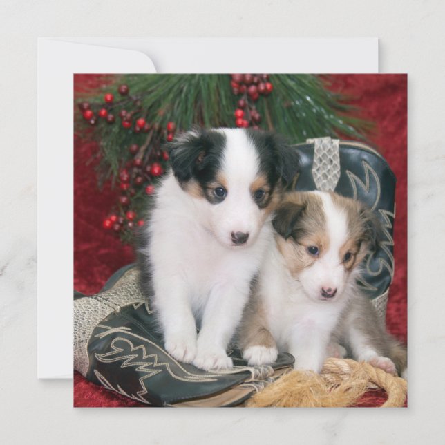 Cartes Pour Fêtes Annuelles Chiots de berger Shetland de vacances (Devant)