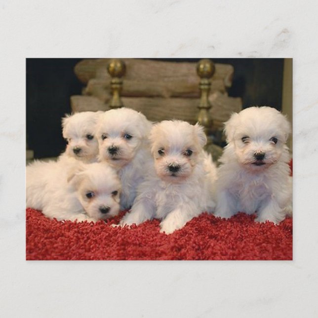 Cartes Pour Fêtes Annuelles Chiots maltais de Noël (Devant)