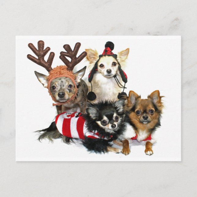Cartes Pour Fêtes Annuelles Chiwawas de Noël (Devant)