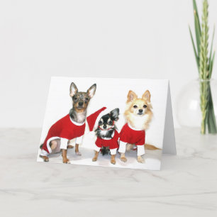 Cartes Pour Fêtes Annuelles Chiwawas de Noël